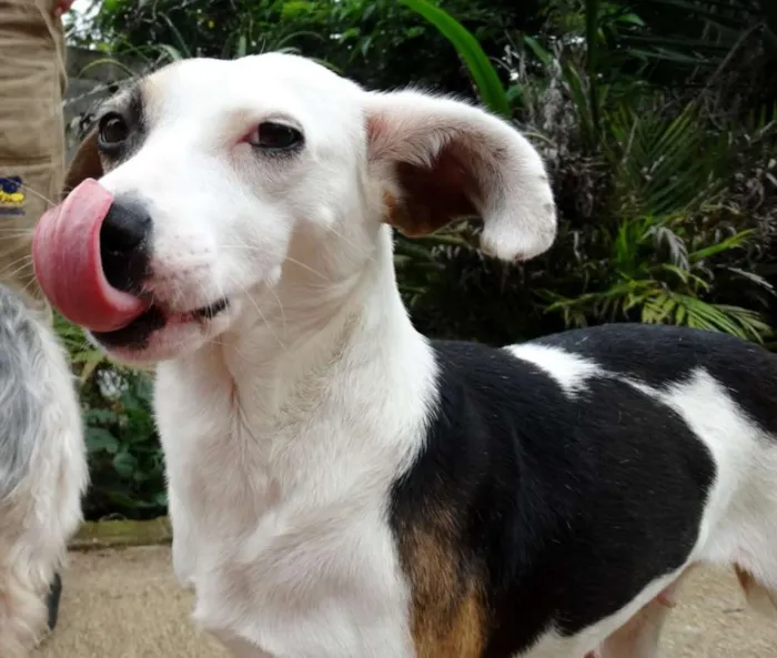 Cachorro ra a SRD idade 1 ano nome Aquila