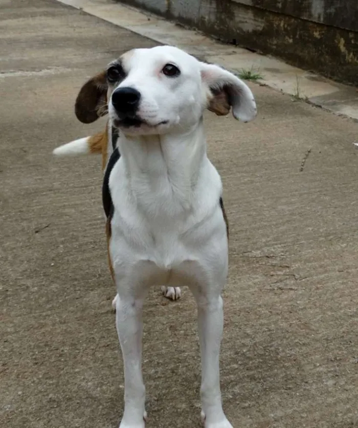 Cachorro ra a SRD idade 1 ano nome Aquila