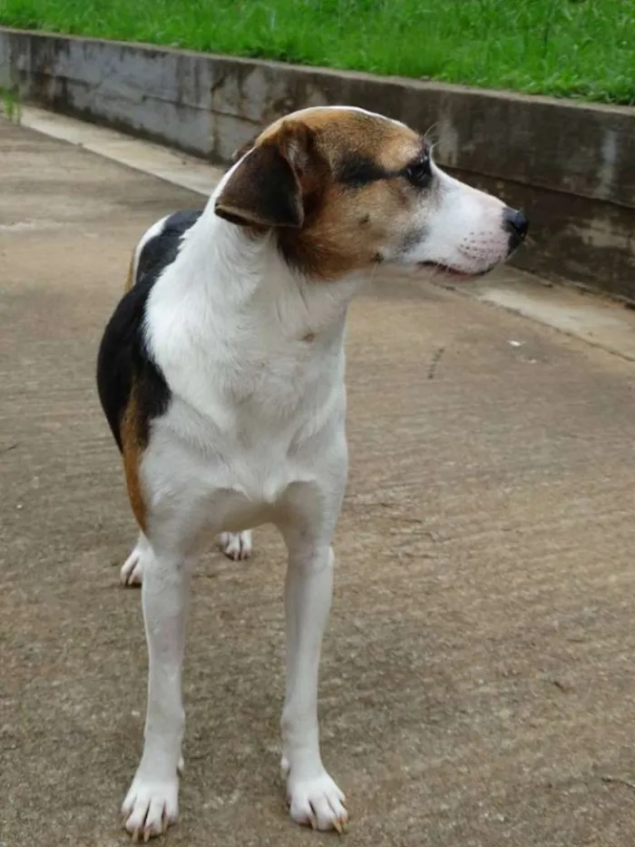Cachorro ra a SRD idade 1 ano nome Aquila
