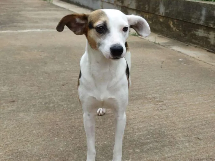 Cachorro ra a SRD idade 1 ano nome Aquila