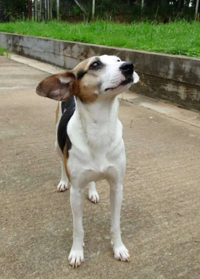 Cachorro ra a SRD idade 1 ano nome Aquila