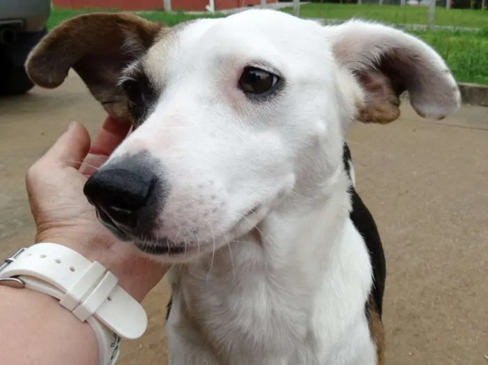 Cachorro ra a SRD idade 1 ano nome Aquila