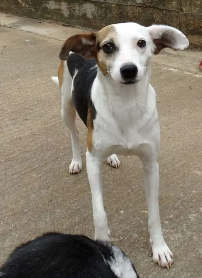 Cachorro ra a SRD idade 1 ano nome Aquila