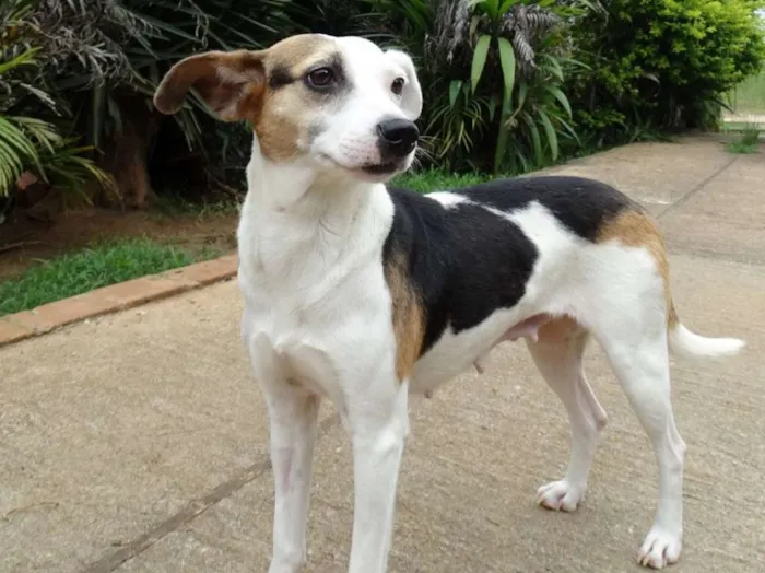 Cachorro ra a SRD idade 1 ano nome Aquila