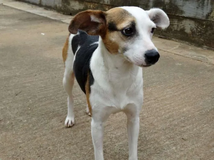 Cachorro ra a SRD idade 1 ano nome Aquila