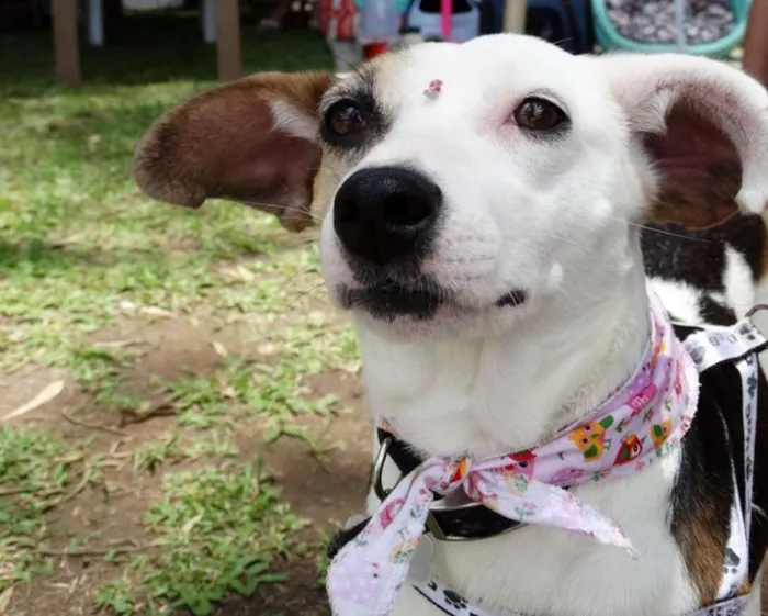 Cachorro ra a SRD idade 1 ano nome Aquila