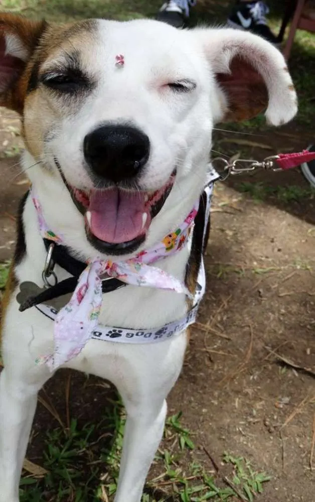 Cachorro ra a SRD idade 1 ano nome Aquila