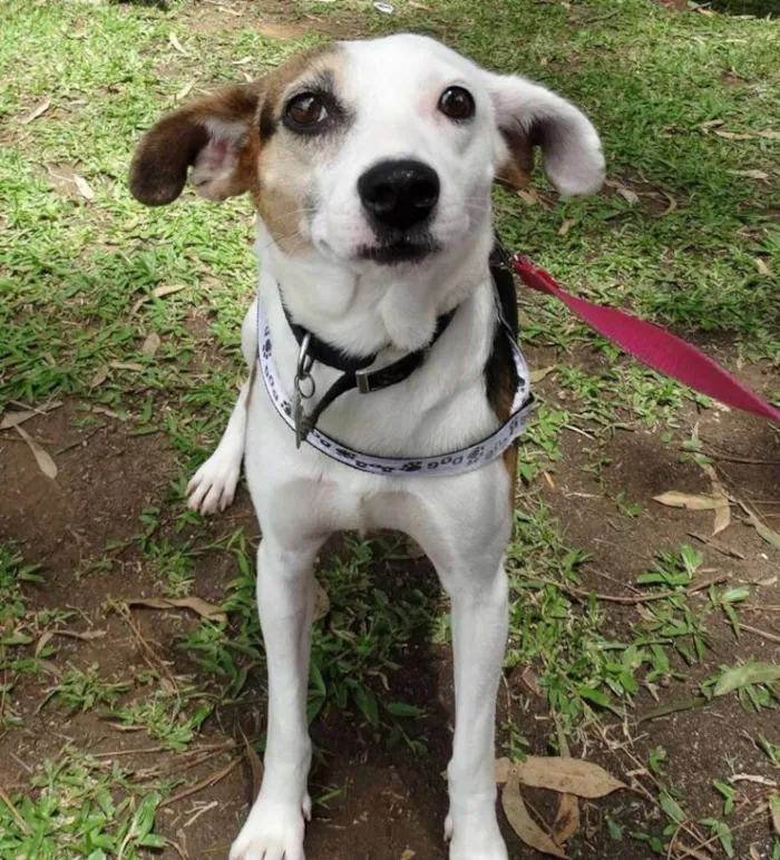 Cachorro ra a SRD idade 1 ano nome Aquila