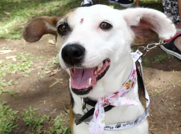Cachorro ra a SRD idade 1 ano nome Aquila