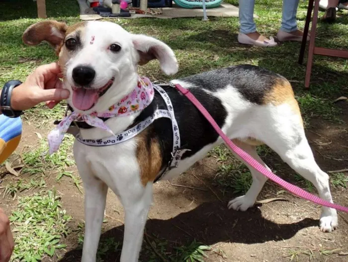Cachorro ra a SRD idade 1 ano nome Aquila