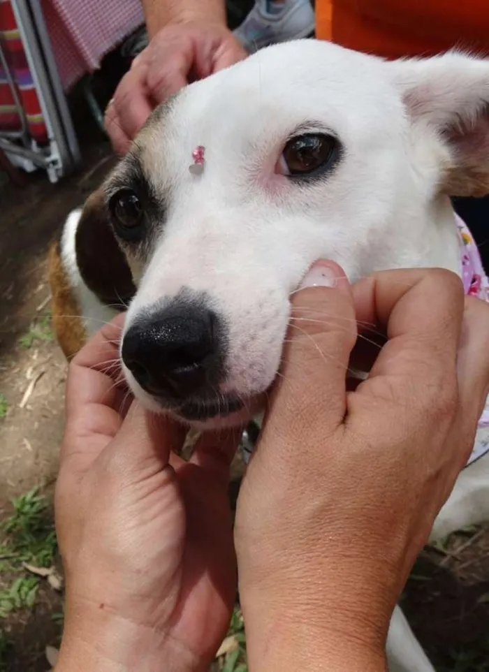Cachorro ra a SRD idade 1 ano nome Aquila