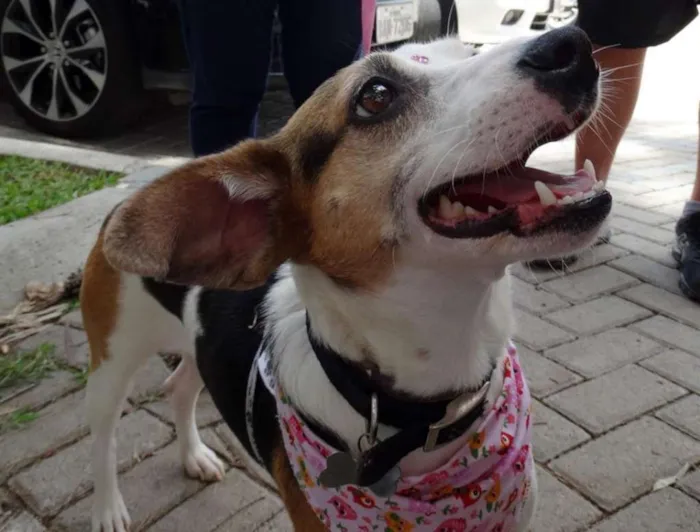 Cachorro ra a SRD idade 1 ano nome Aquila