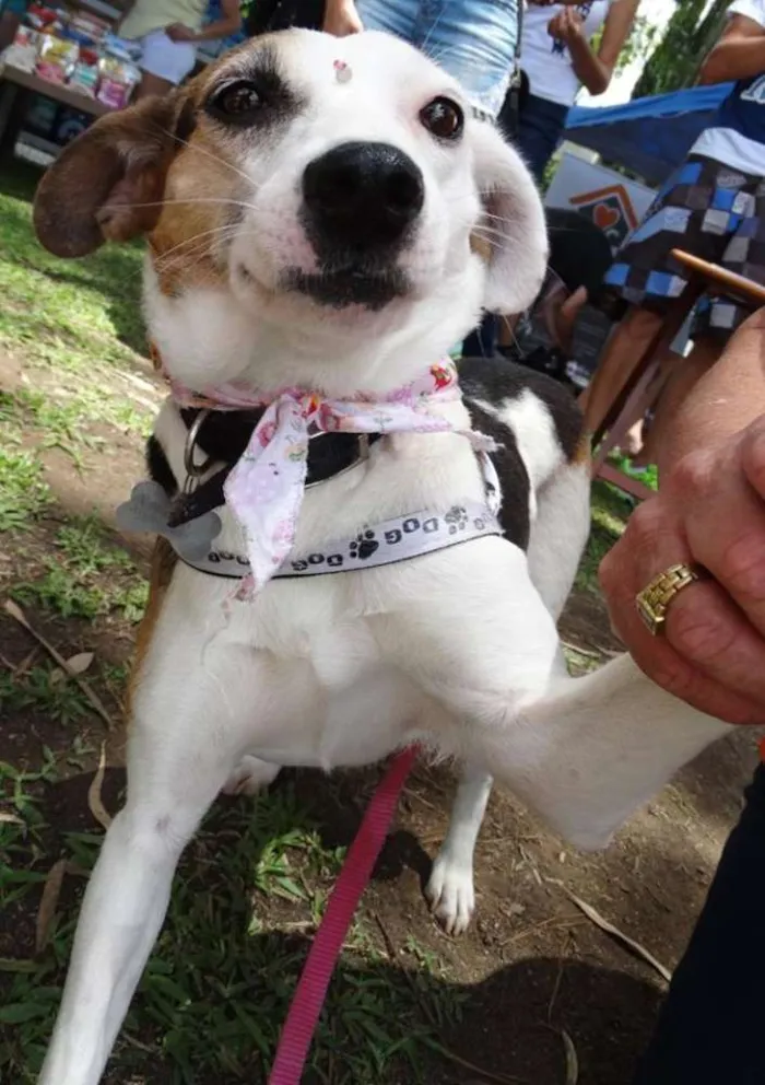 Cachorro ra a SRD idade 1 ano nome Aquila