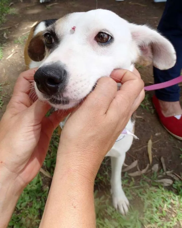 Cachorro ra a SRD idade 1 ano nome Aquila