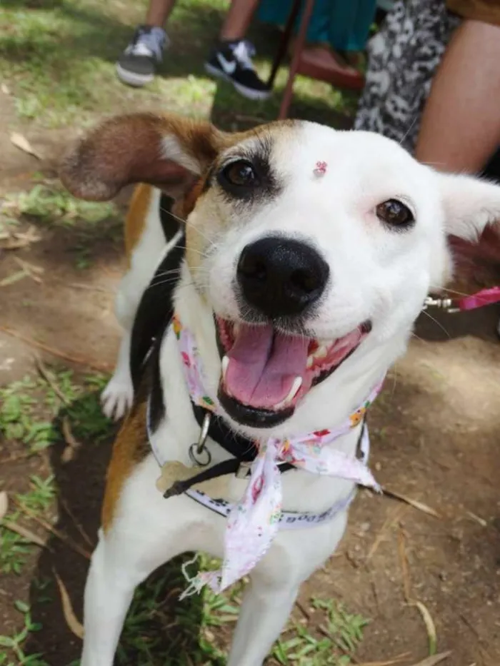 Cachorro ra a SRD idade 1 ano nome Aquila
