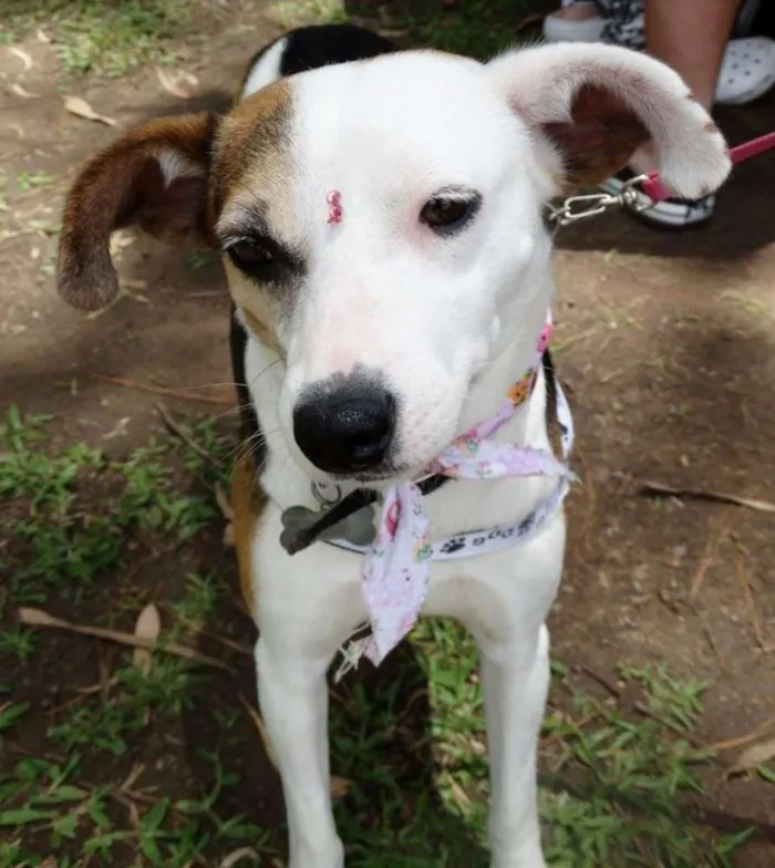 Cachorro ra a SRD idade 1 ano nome Aquila