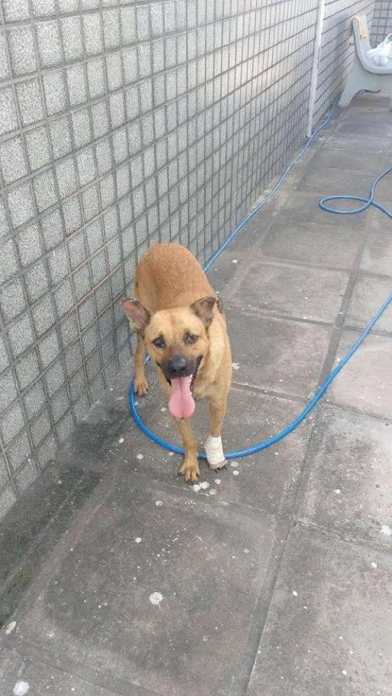 Cachorro ra a SRD idade 3 anos nome ZEUS