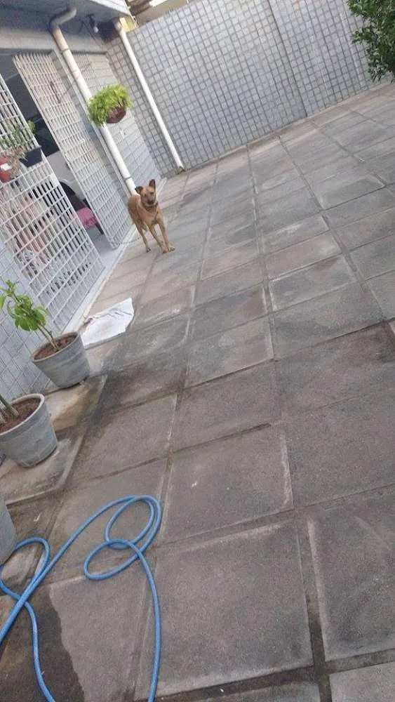 Cachorro ra a SRD idade 3 anos nome ZEUS