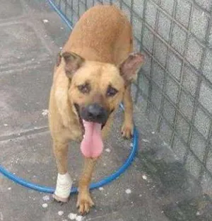 Cachorro raça SRD idade 3 anos nome ZEUS