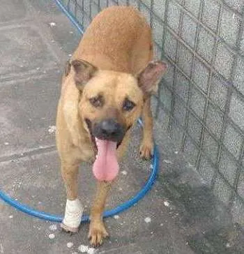 Cachorro ra a SRD idade 3 anos nome ZEUS