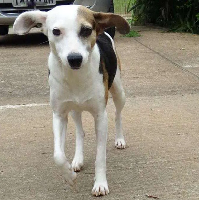 Cachorro ra a SRD idade 1 ano nome Aquila