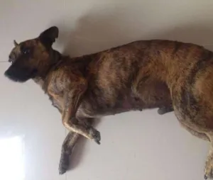 Cachorro raça sem raça dedifida idade 2 anos nome sem nome