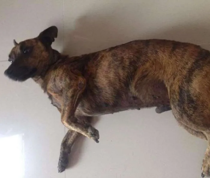 Cachorro ra a sem raça dedifida idade 2 anos nome sem nome