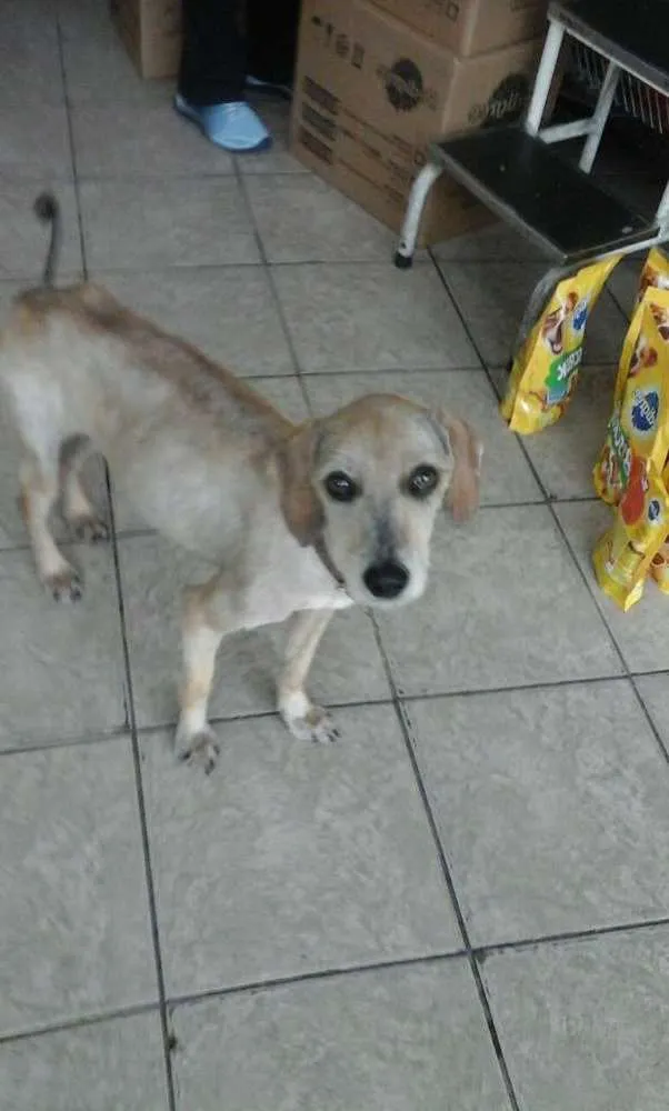 Cachorro ra a  idade 2 anos nome Snow