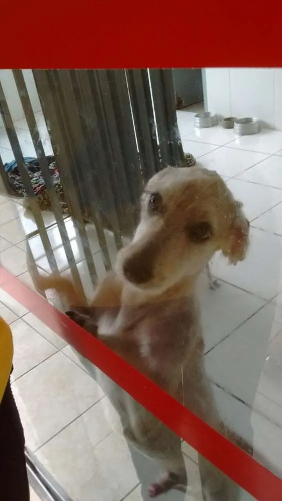 Cachorro ra a  idade 2 anos nome Snow