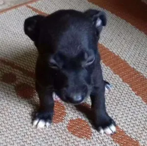 Cachorro raça srd idade 2 a 6 meses nome bebes claudi