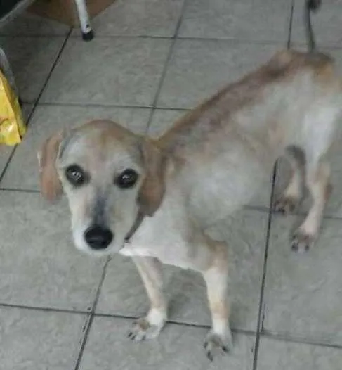 Cachorro ra a  idade 2 anos nome Snow