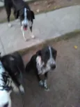 Gaya, Zergh, Freya..