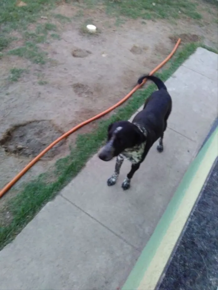 Cachorro ra a Dálmata mestiço idade 7 a 11 meses nome Gaya, Zergh, Freya..
