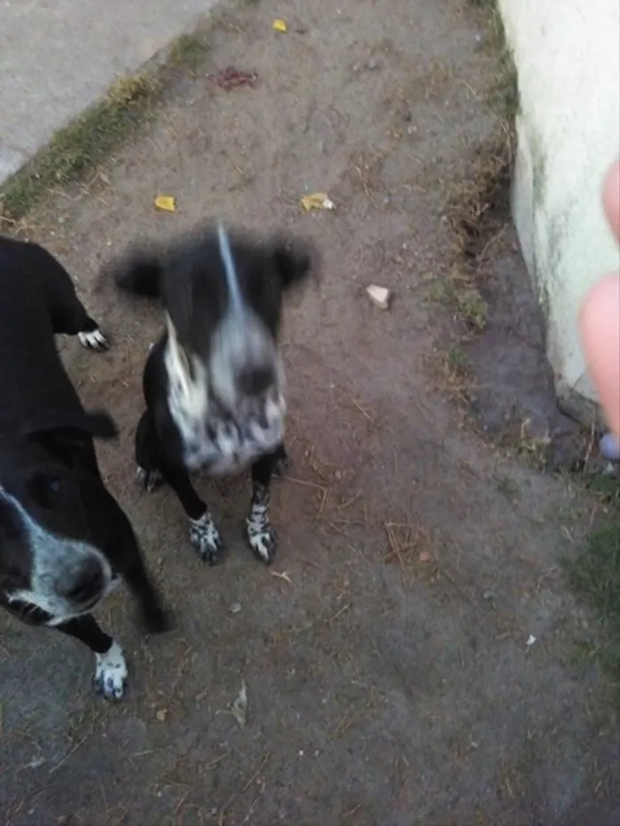 Cachorro ra a Dálmata mestiço idade 7 a 11 meses nome Gaya, Zergh, Freya..