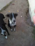 Gaya, Zergh, Freya..