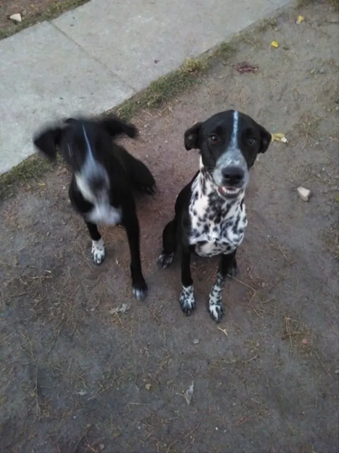 Cachorro ra a Dálmata mestiço idade 7 a 11 meses nome Gaya, Zergh, Freya..