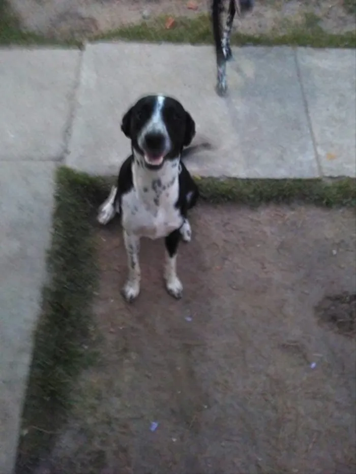 Cachorro ra a Dálmata mestiço idade 7 a 11 meses nome Gaya, Zergh, Freya..
