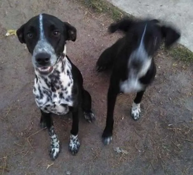 Cachorro ra a Dálmata mestiço idade 7 a 11 meses nome Gaya, Zergh, Freya..