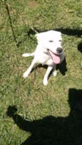 PIPOCA
