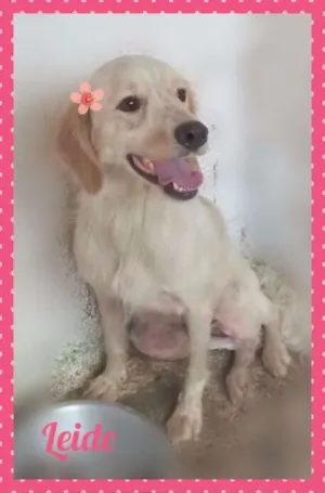 Cachorro raça SRD idade  nome LEIDE