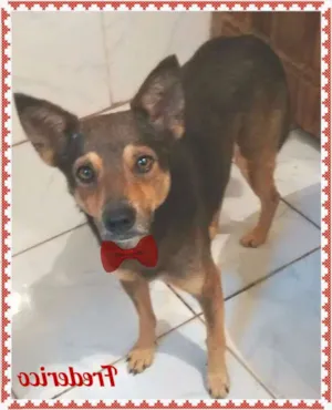 Cachorro raça SRD idade  nome FREDERICO