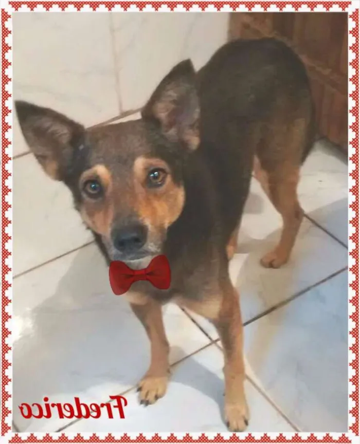 Cachorro ra a SRD idade  nome FREDERICO