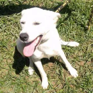 Cachorro raça SRD idade 2 anos nome PIPOCA