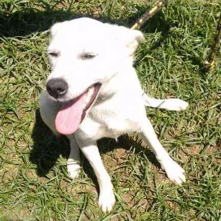 Cachorro ra a SRD idade 2 anos nome PIPOCA