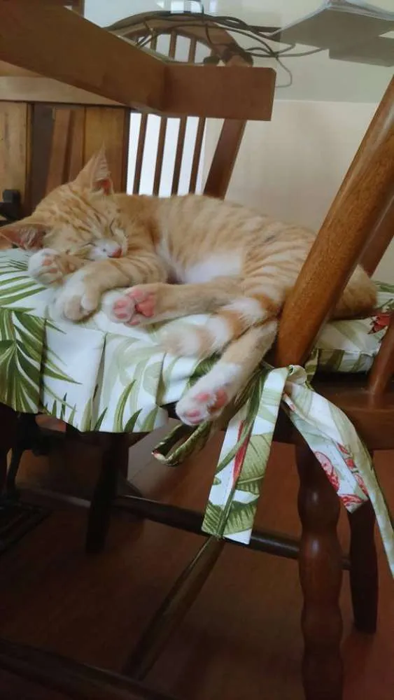 Gato raça Vira lata idade 2 a 6 meses nome Sem nome