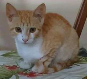 Gato raça Vira lata idade 2 a 6 meses nome Sem nome