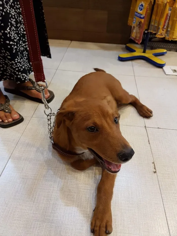 Cachorro ra a Golgen retriever misturado idade 2 a 6 meses nome Não possui ainda