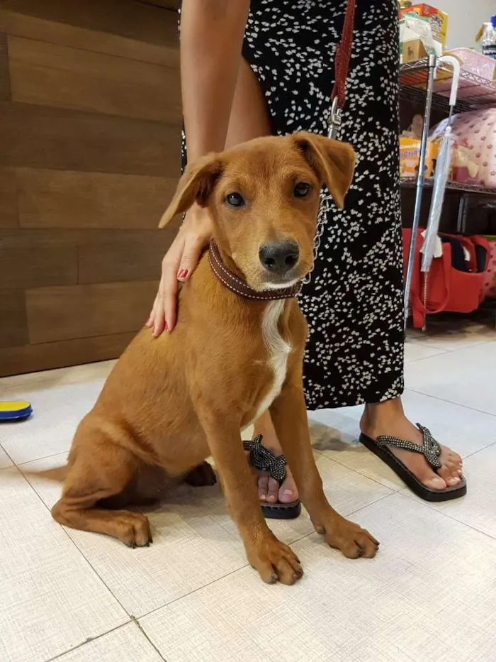 Cachorro ra a Golgen retriever misturado idade 2 a 6 meses nome Não possui ainda
