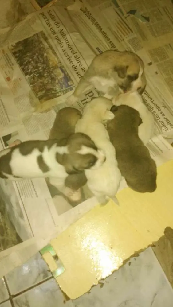 Cachorro ra a vira lata idade 2 a 6 meses nome  filhotes