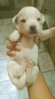  filhotes